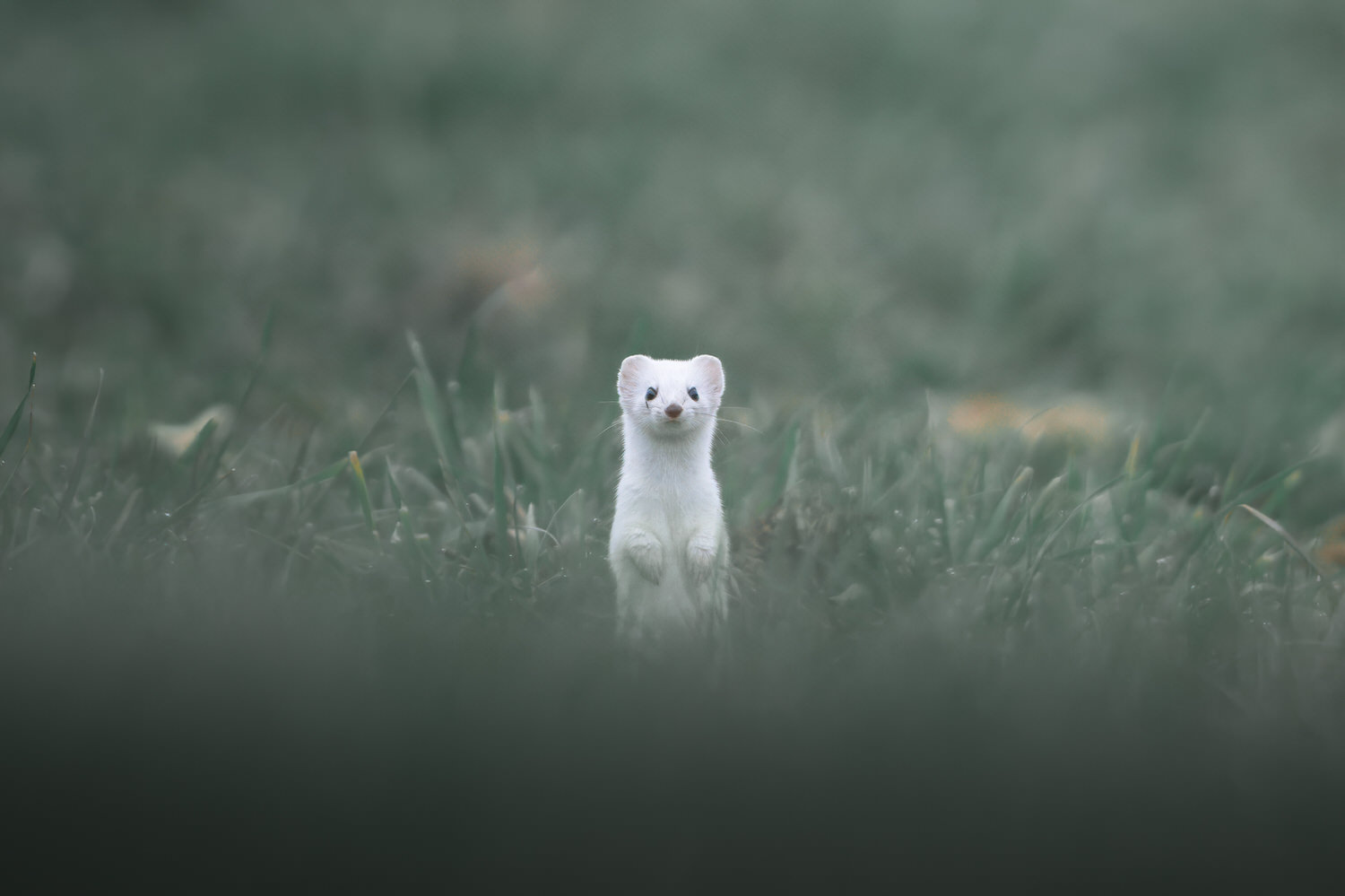 tour-fotografico-winter-switzerland-ermellino