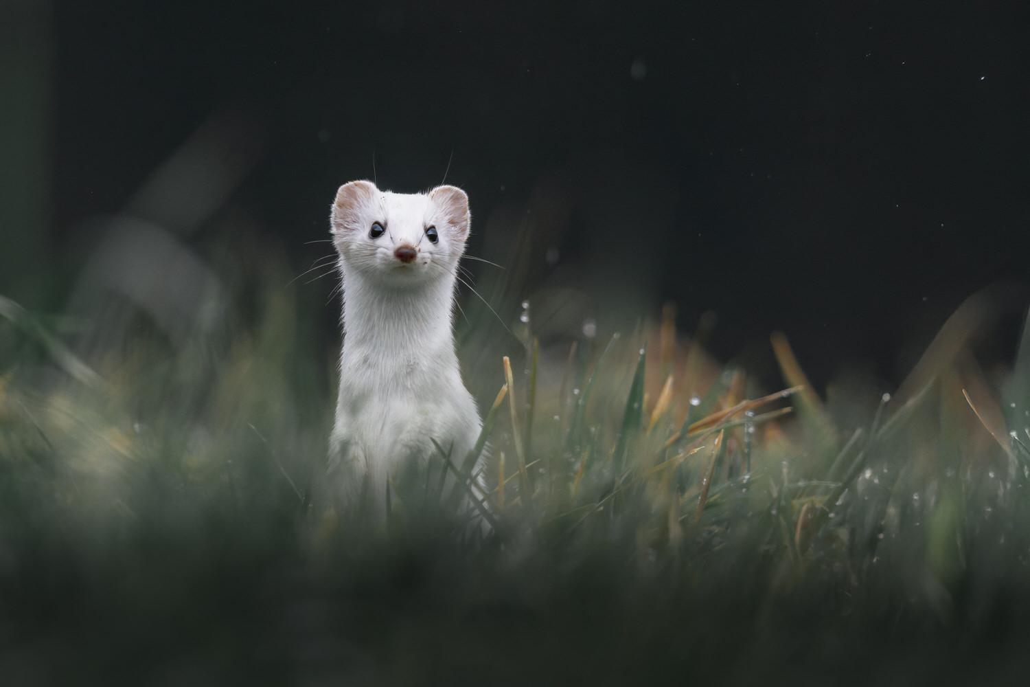 tour-fotografico-winter-switzerland-ermellino