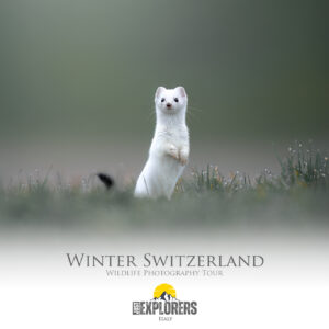 locandina-winter-switzerland