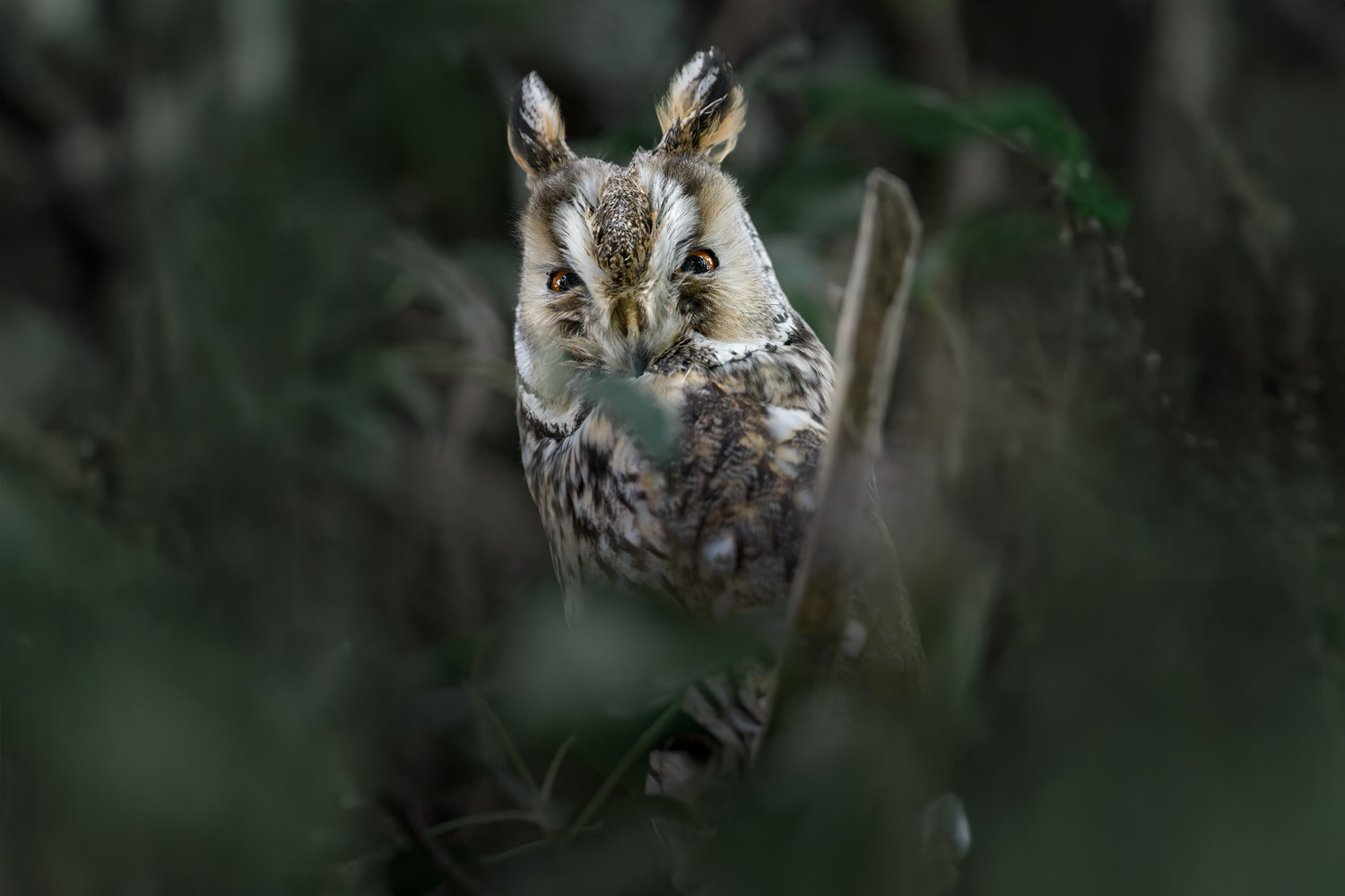 tour-fotografico-winter-switzerland-gufo