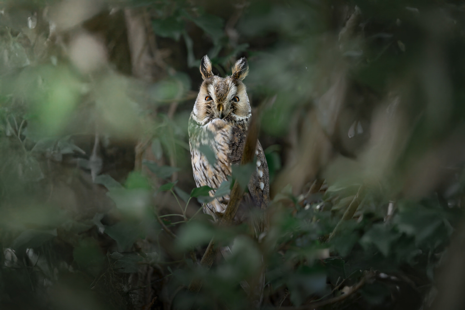 tour-fotografico-winter-switzerland-gufo