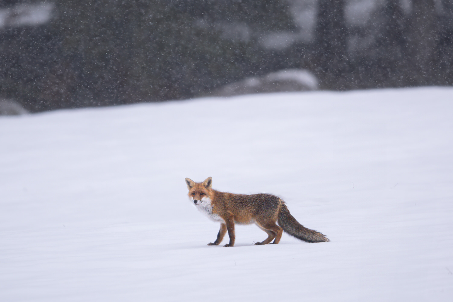 tour-fotografico-winter-switzerland-volpe