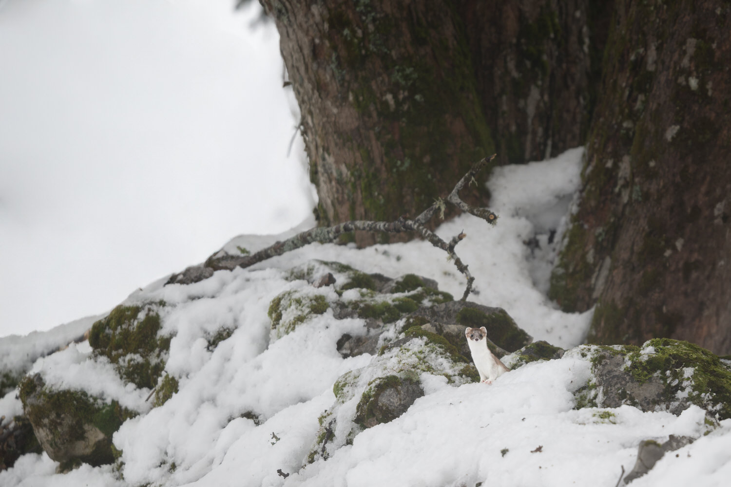 tour-fotografico-winter-switzerland-ermellino