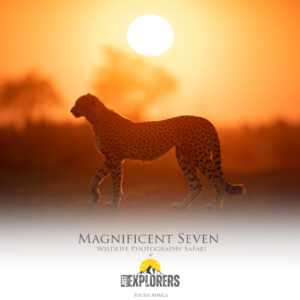 magnificent-seven-safari-madikwe-game-reserve-photographic-safari-south-africa