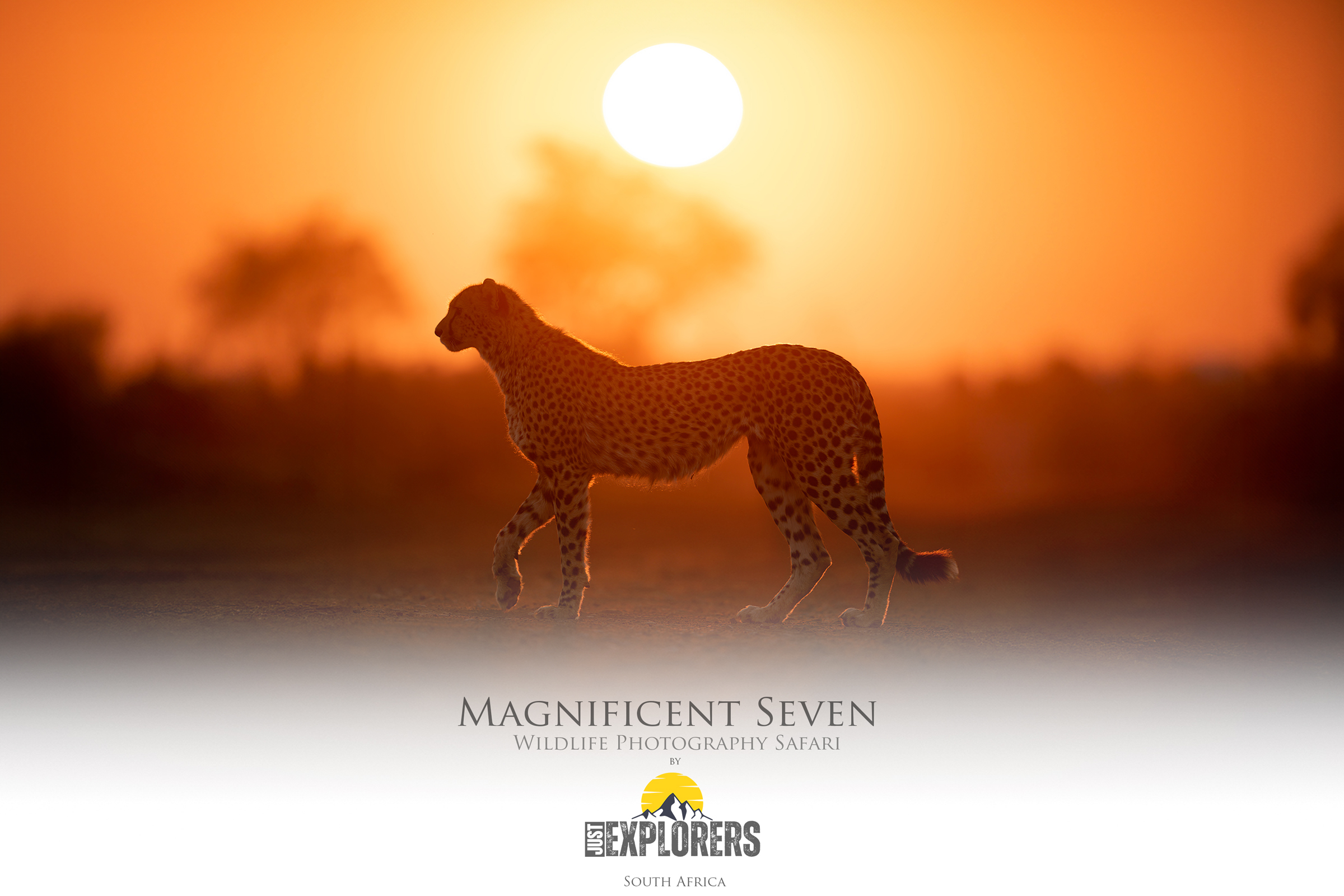 magnificent-seven-safari-madikwe-game-reserve-photographic-safari-south-africa