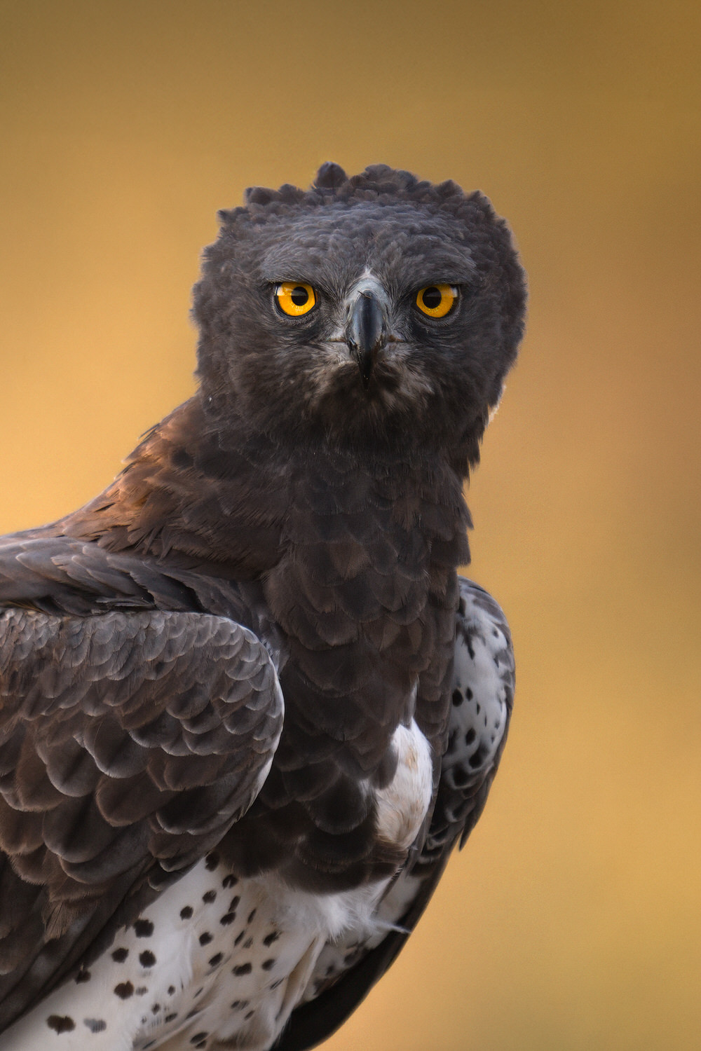 w_DSC7650-2-sharpened