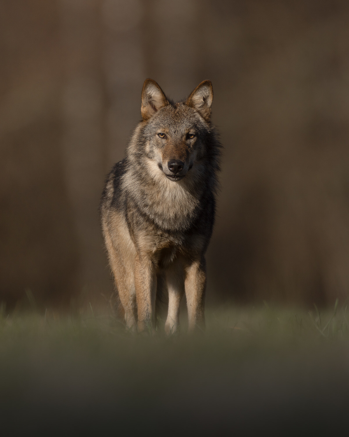 eagle-and-wolves-poland