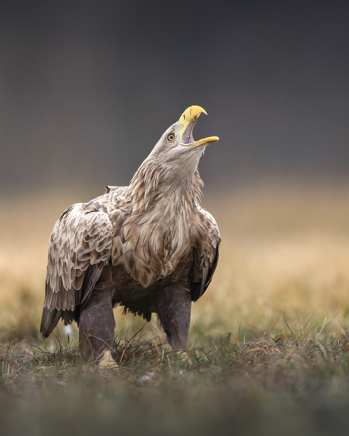 eagle-and-wolves-poland