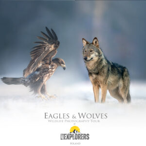 eagle-&-wolves-polonia
