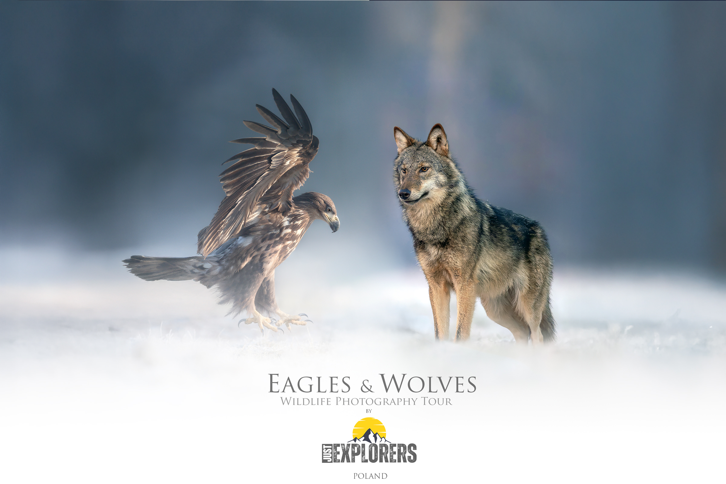 eagle-&-wolves-polonia