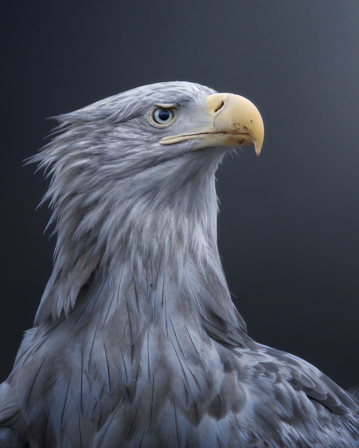 eagle-and-wolves-poland