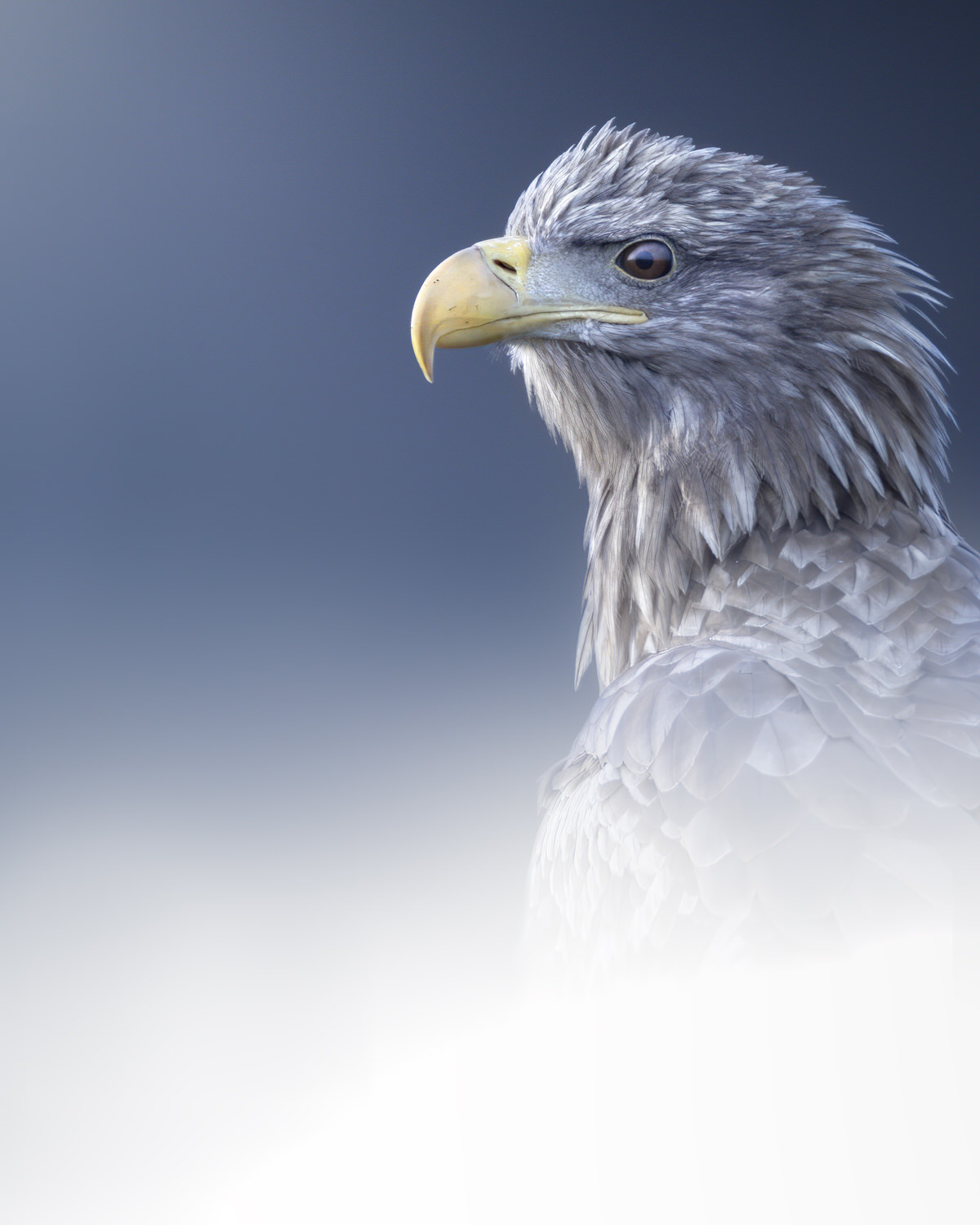 eagle-and-wolves-poland