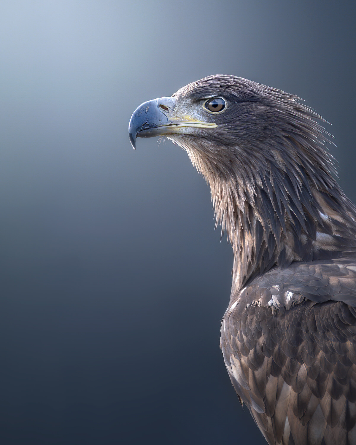 eagle-and-wolves-poland