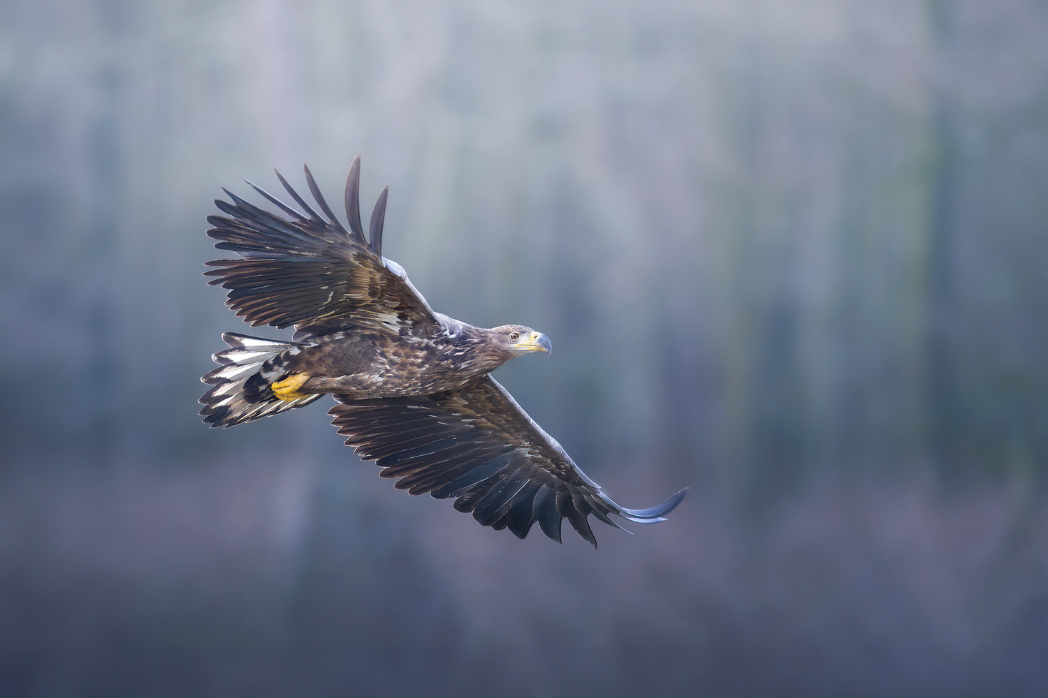 eagle-and-wolves-poland