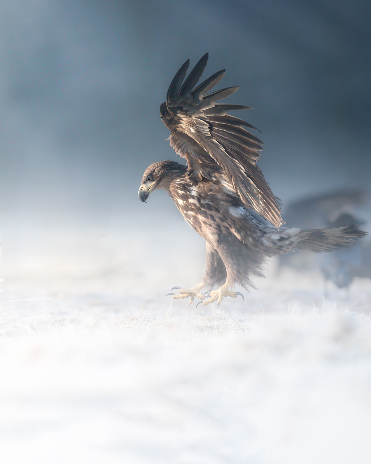 eagle-and-wolves-poland