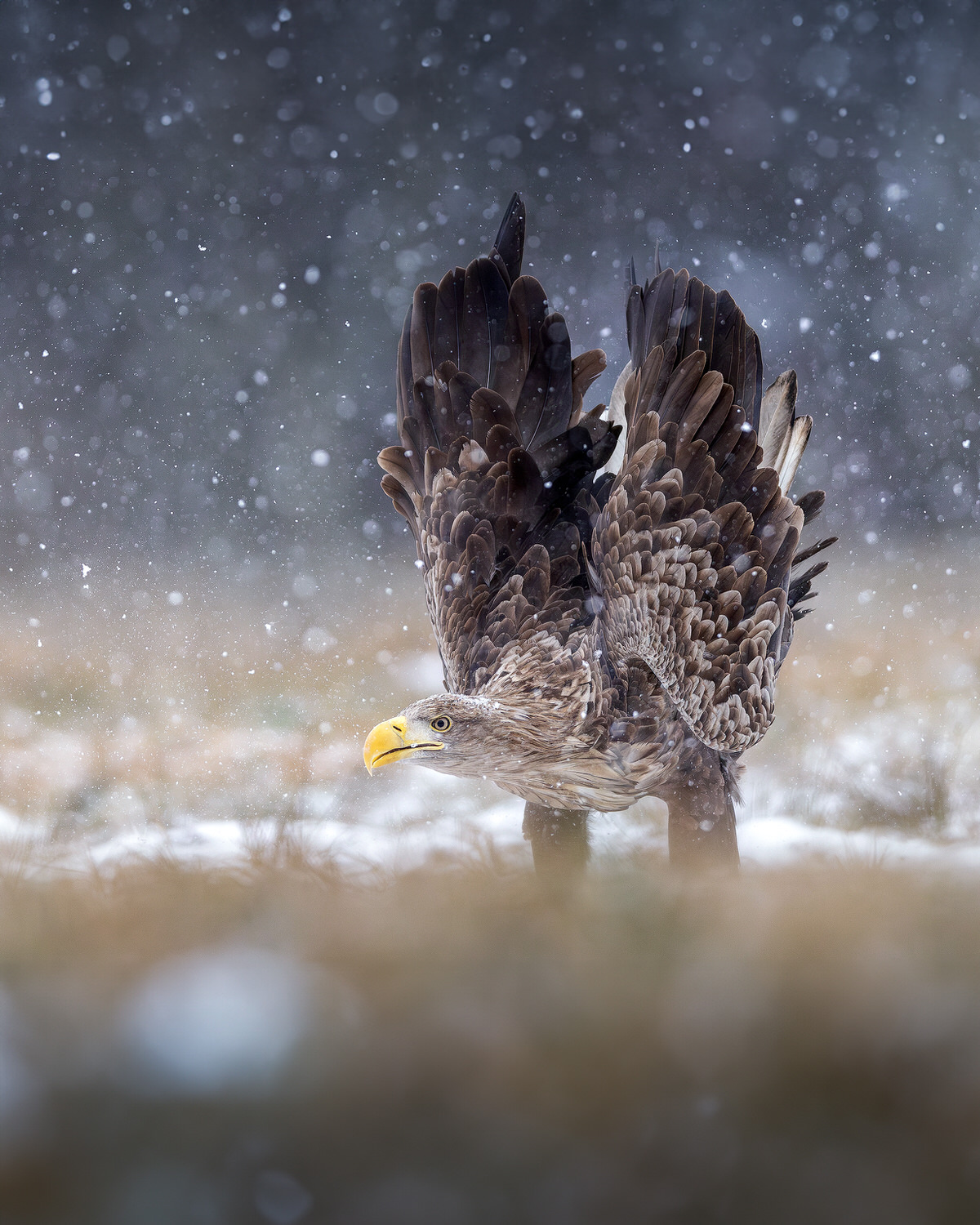 eagle-and-wolves-poland