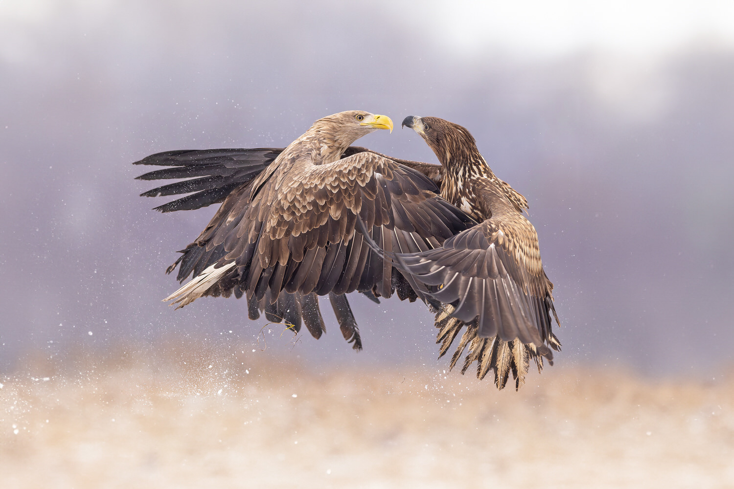 eagle-and-wolves-poland