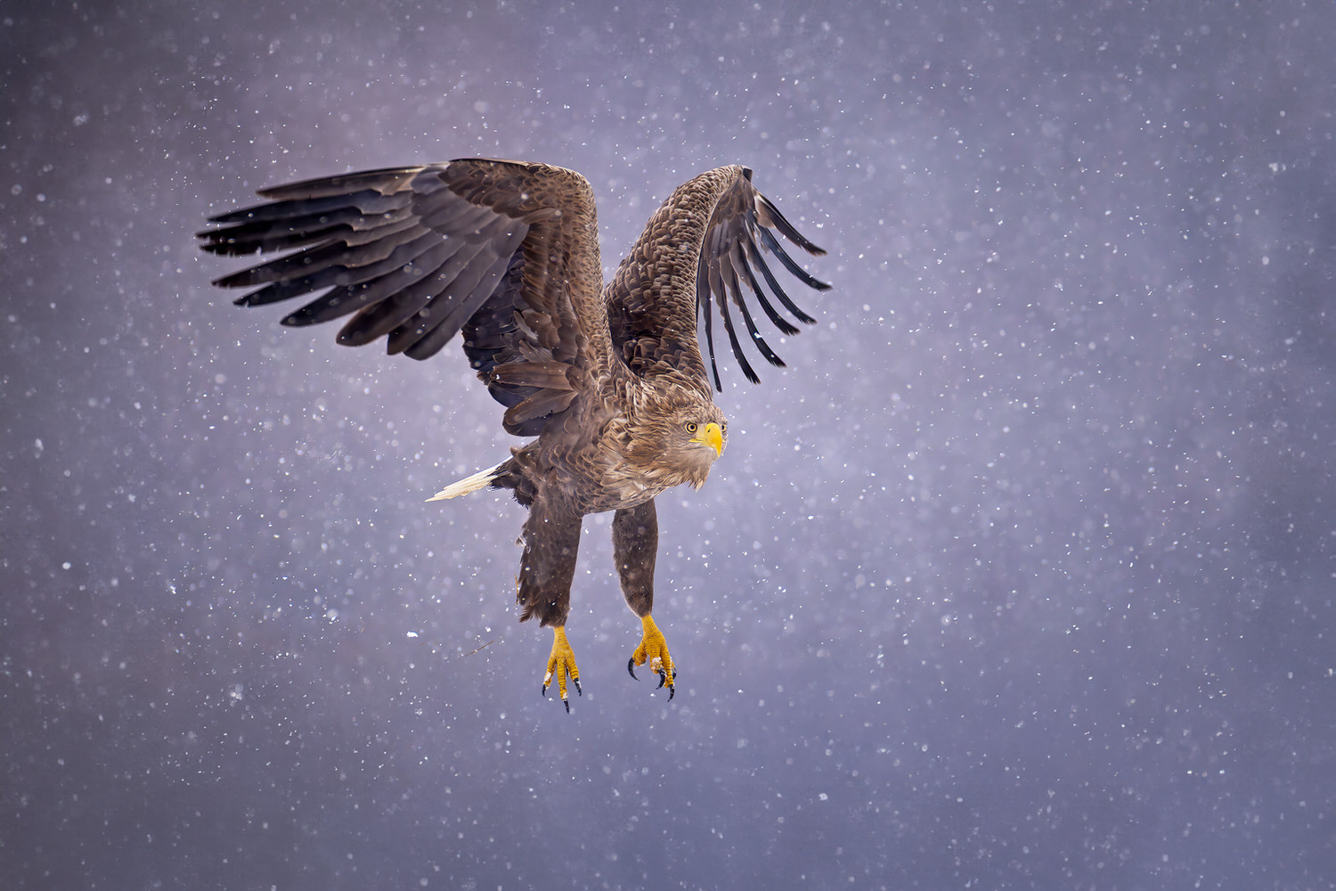 eagle-and-wolves-poland