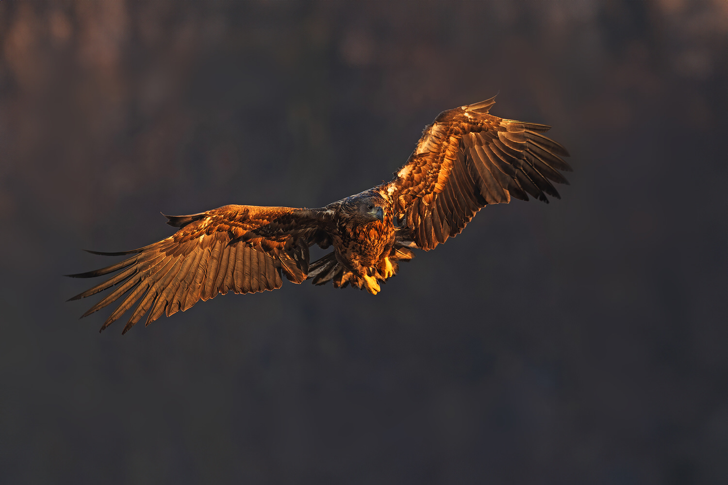 eagle-and-wolves-poland