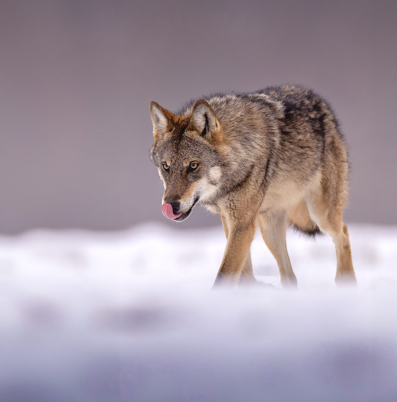 eagle-and-wolves-poland