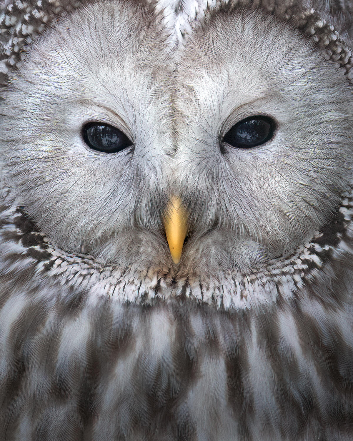 finland-wildlife-photo-tour-black-grouse-capercaillie