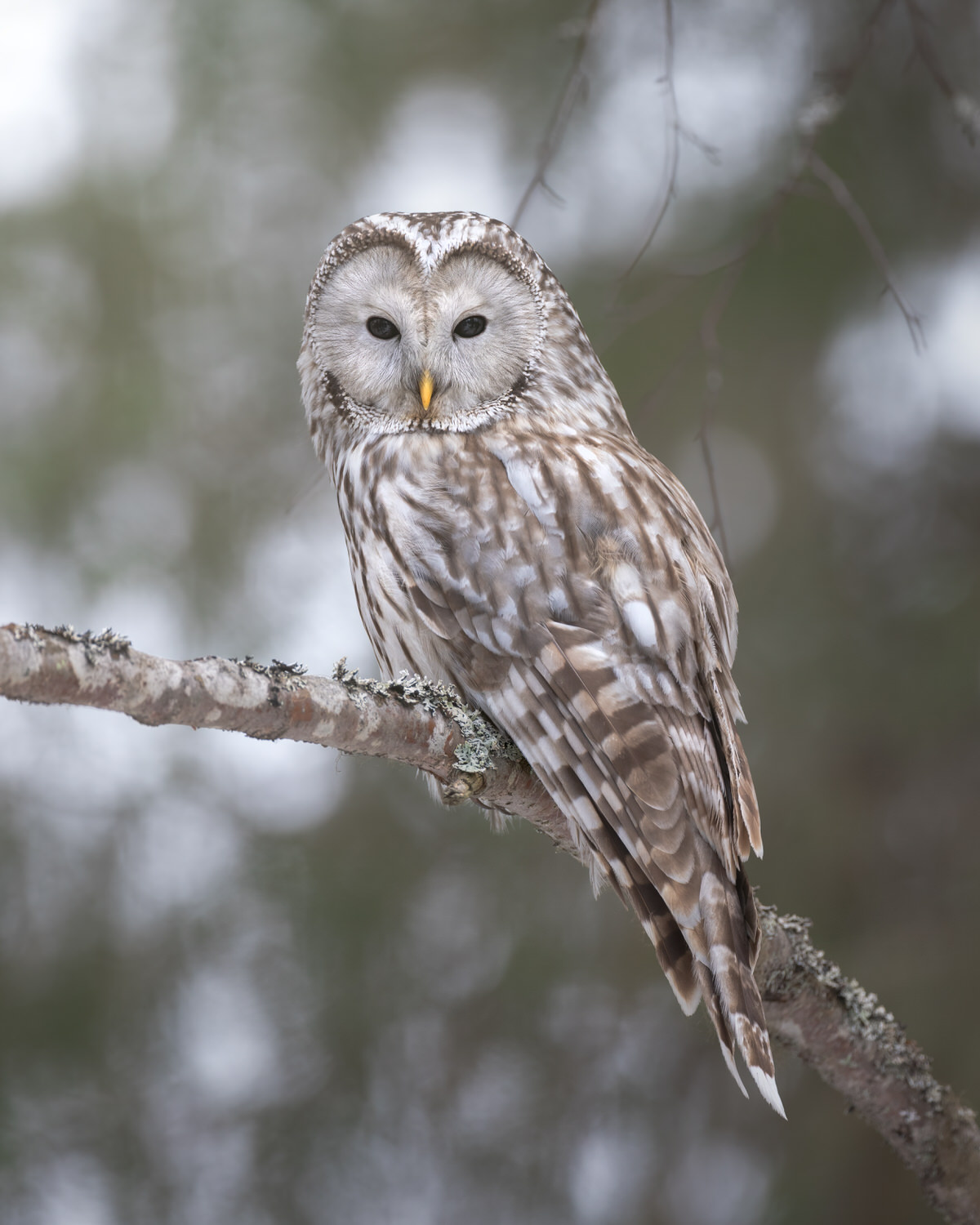 finland-wildlife-photo-tour-black-grouse-capercaillie