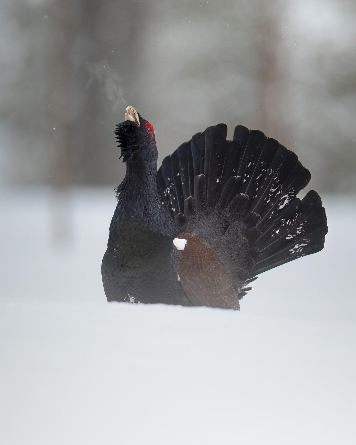 finland-wildlife-photo-tour-black-grouse-capercaillie