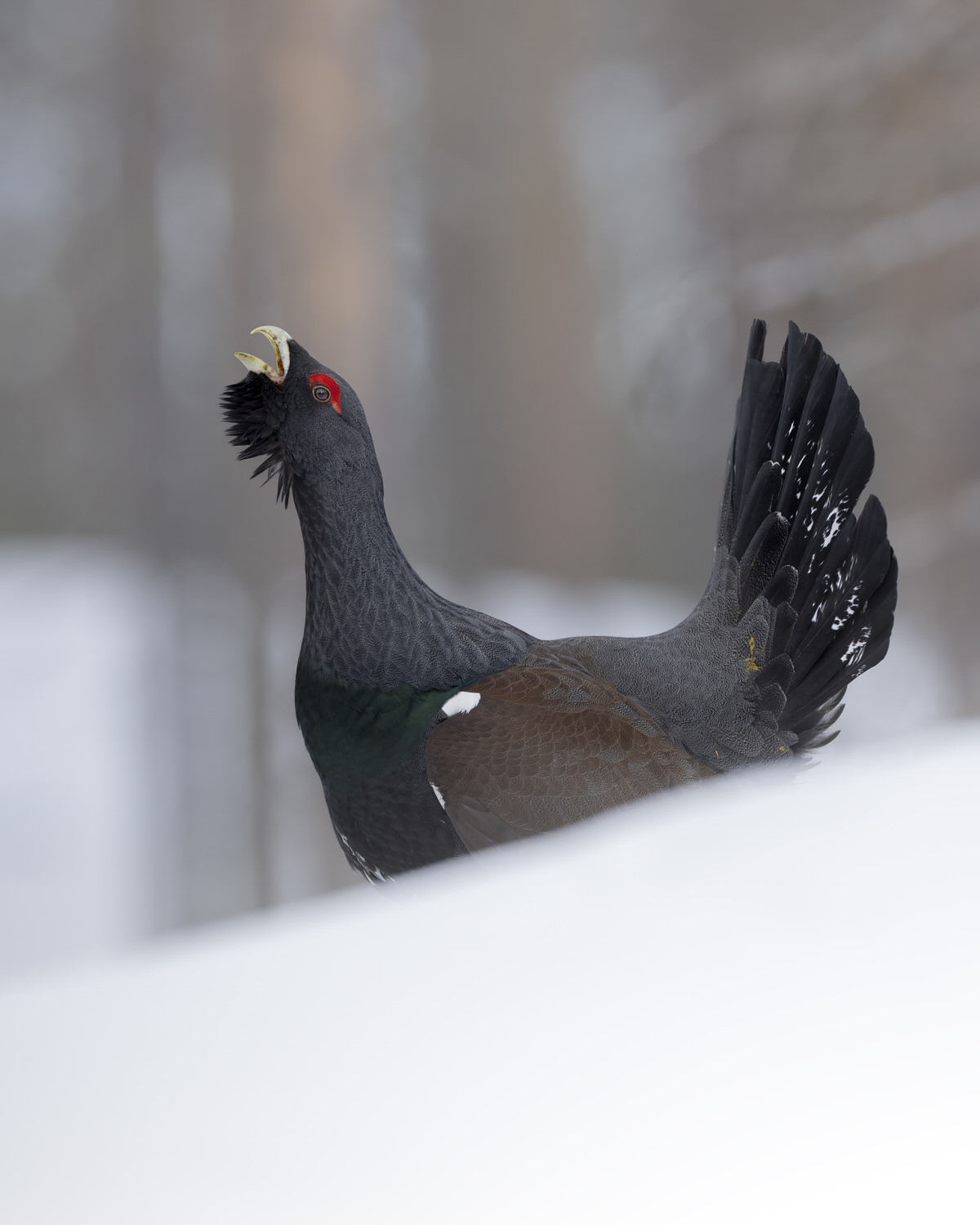 finland-wildlife-photo-tour-black-grouse-capercaillie