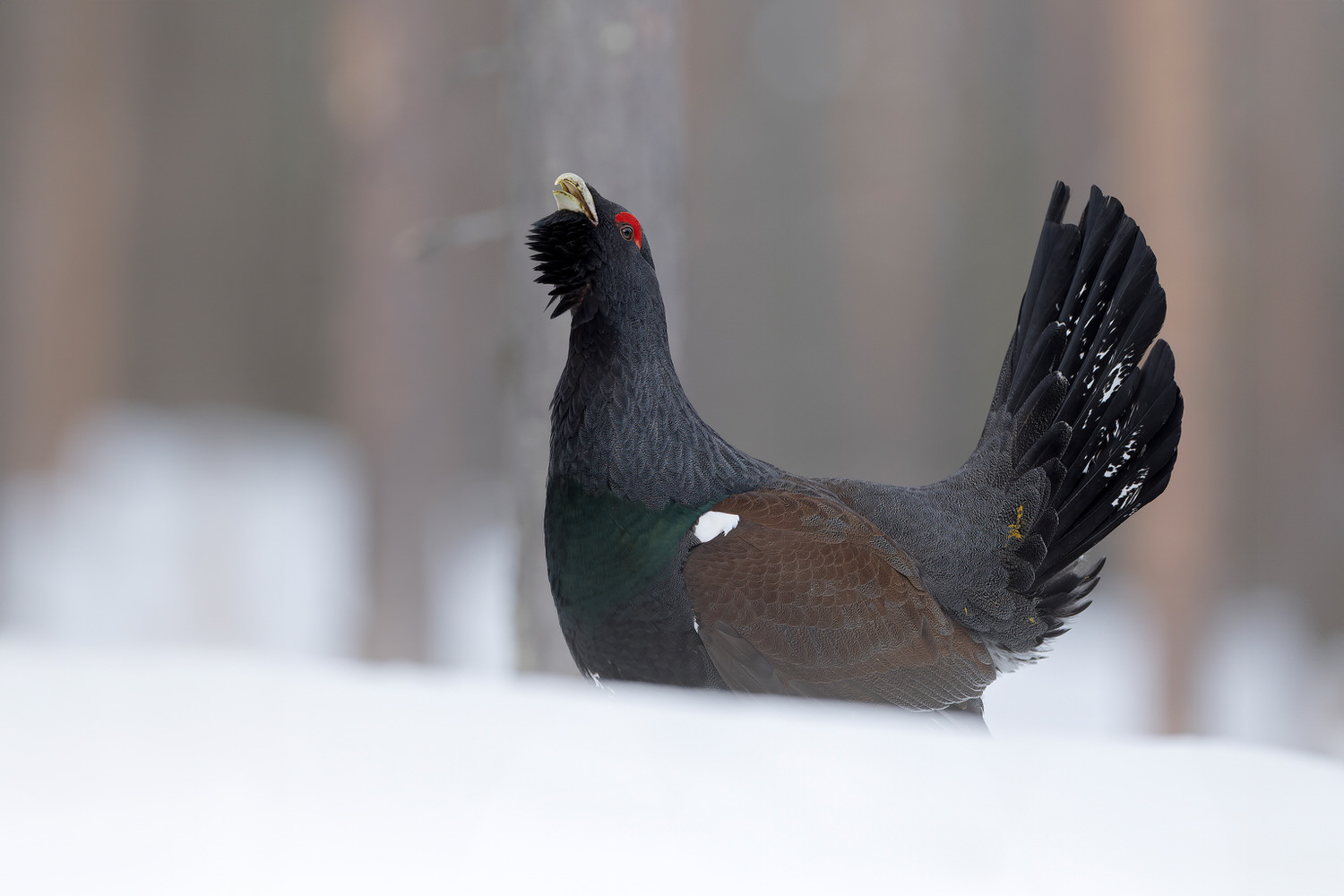 finland-wildlife-photo-tour-black-grouse-capercaillie