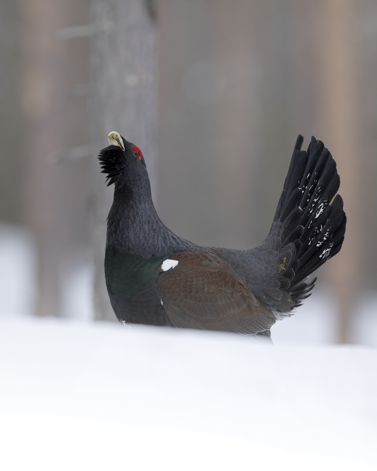 finland-wildlife-photo-tour-black-grouse-capercaillie