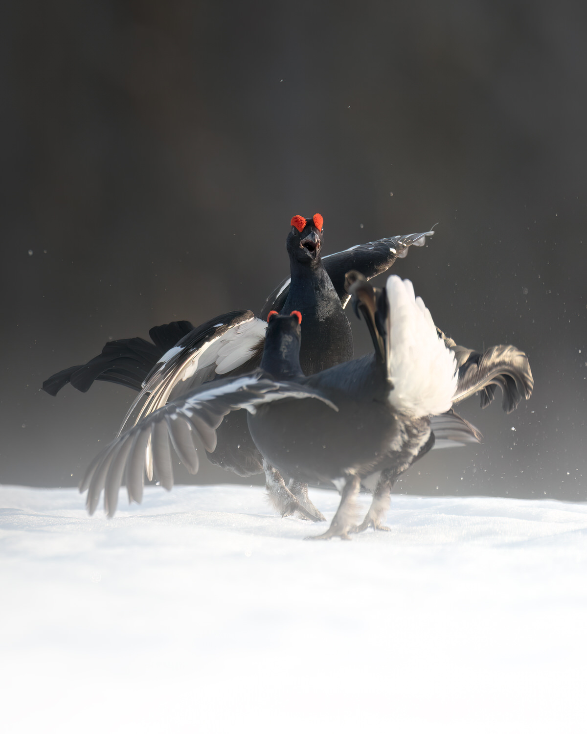 finland-wildlife-photo-tour-black-grouse-capercaillie