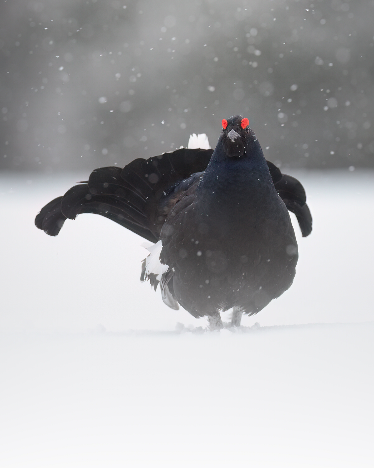 finland-wildlife-photo-tour-black-grouse-capercaillie