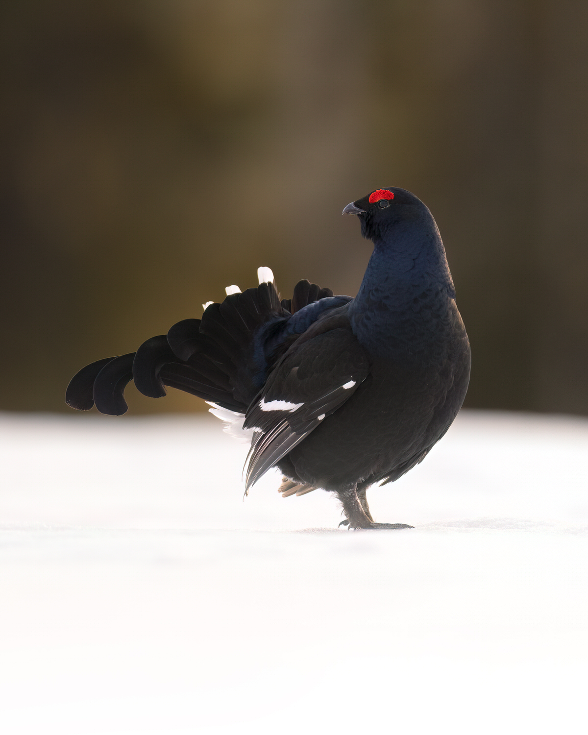 finland-wildlife-photo-tour-black-grouse-capercaillie