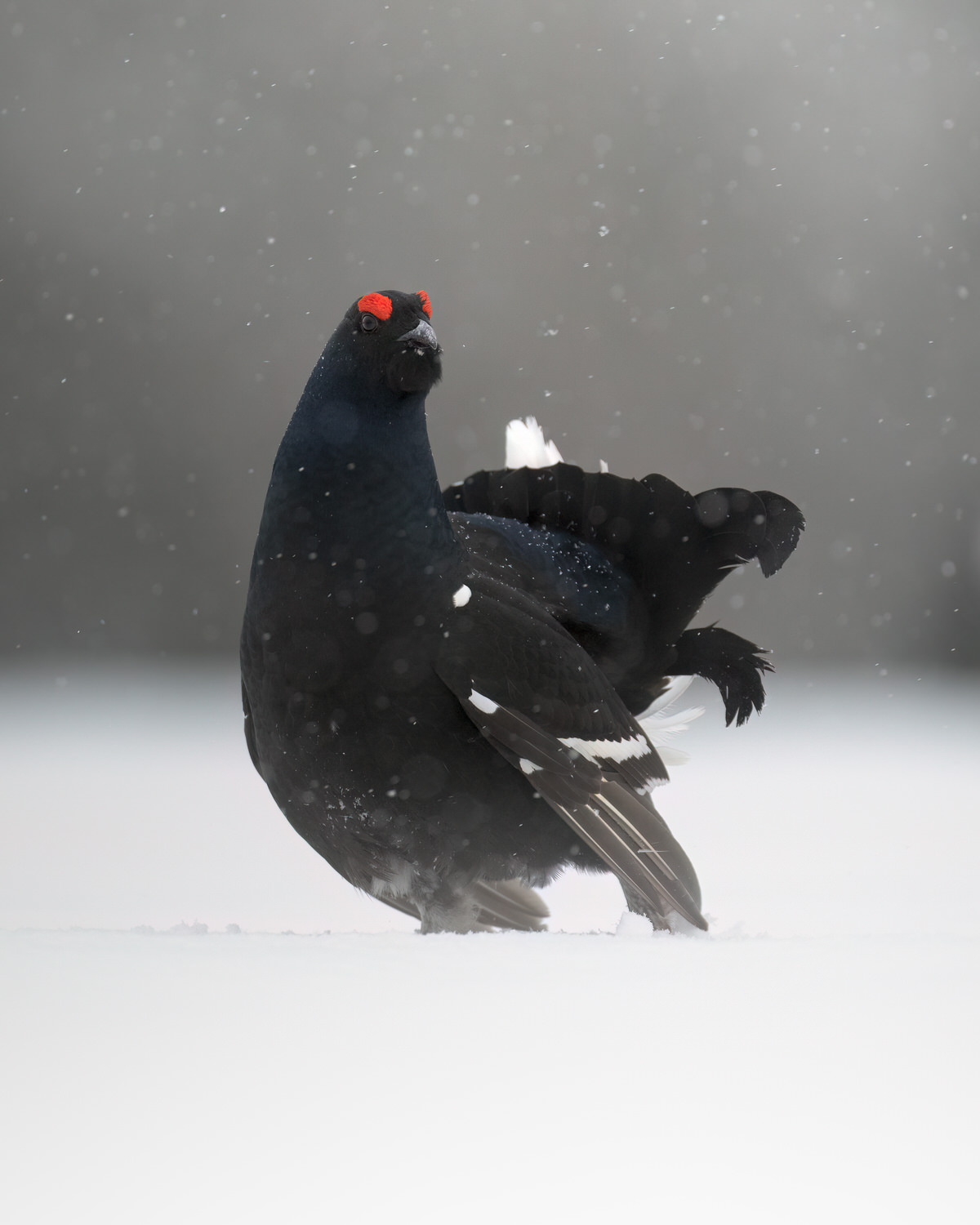 finland-wildlife-photo-tour-black-grouse-capercaillie