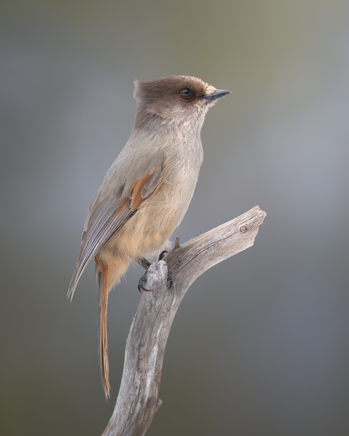 finland-wildlife-photo-tour-black-grouse-capercaillie