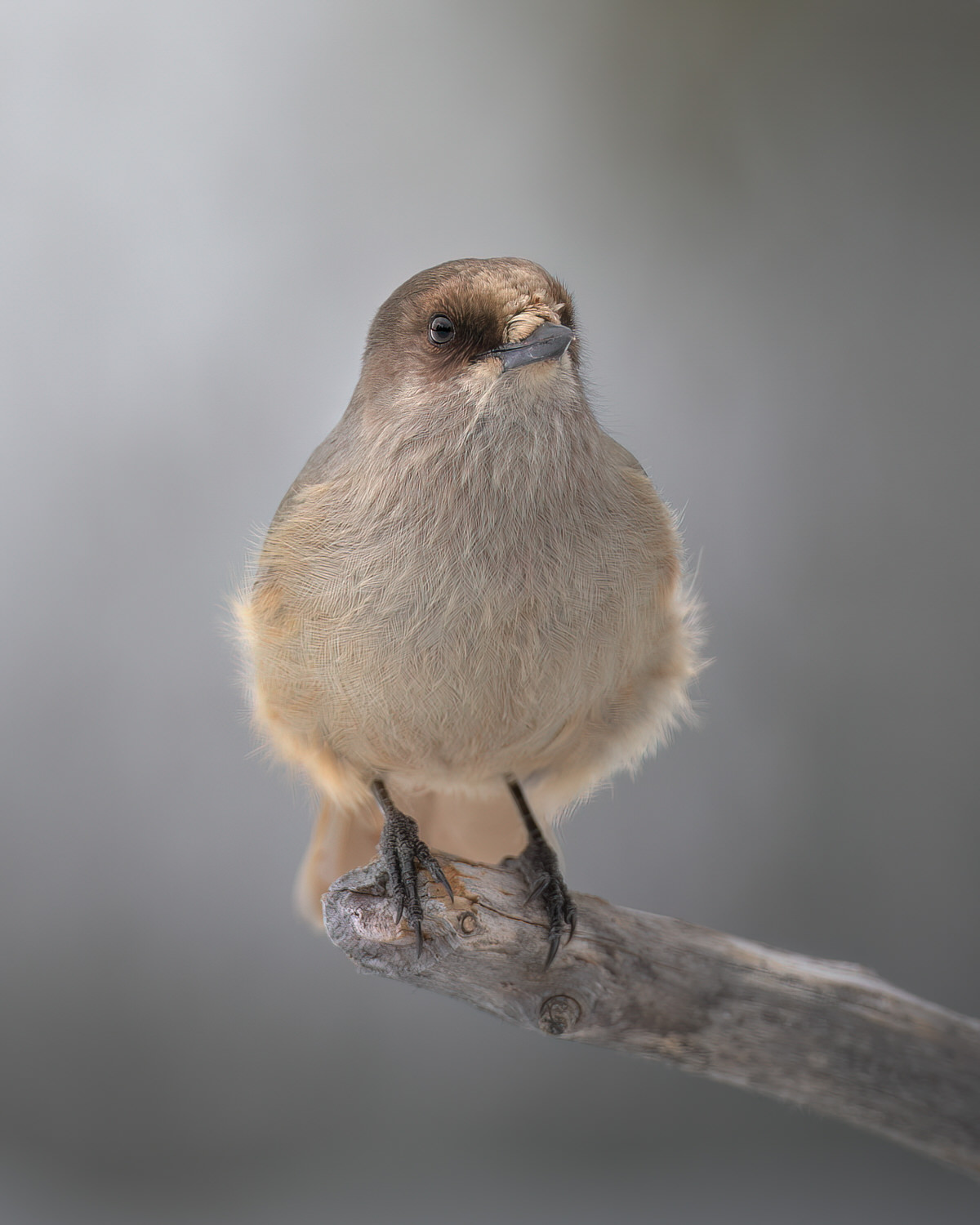 finland-wildlife-photo-tour-black-grouse-capercaillie