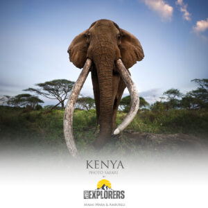 kenya-safari-photo-masai-mara-amboseli