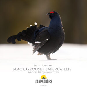 finland-wildlife-photo-tour-black-grouse-capercaillie