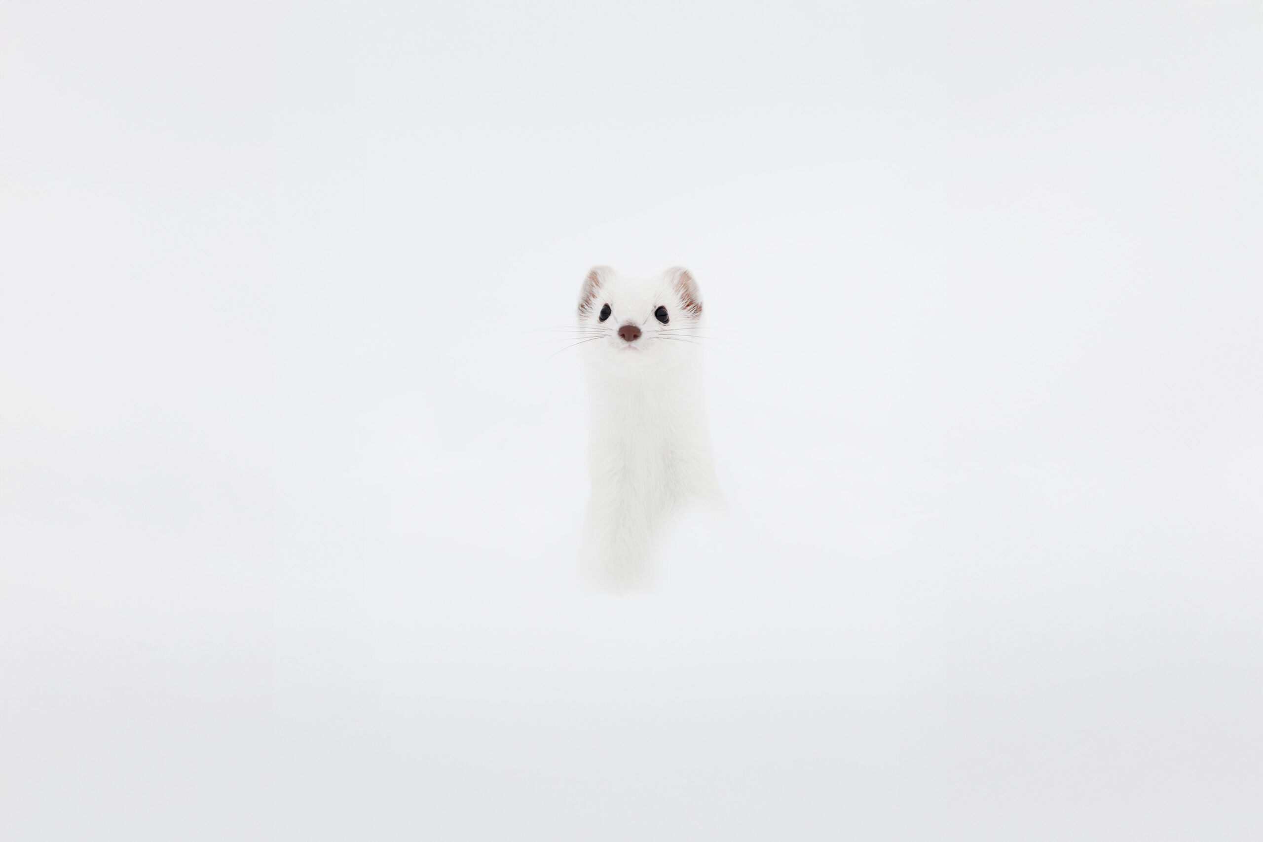wintwr-svizzera-tour-fotografico-ermellino-bianco-su-neve-close-up