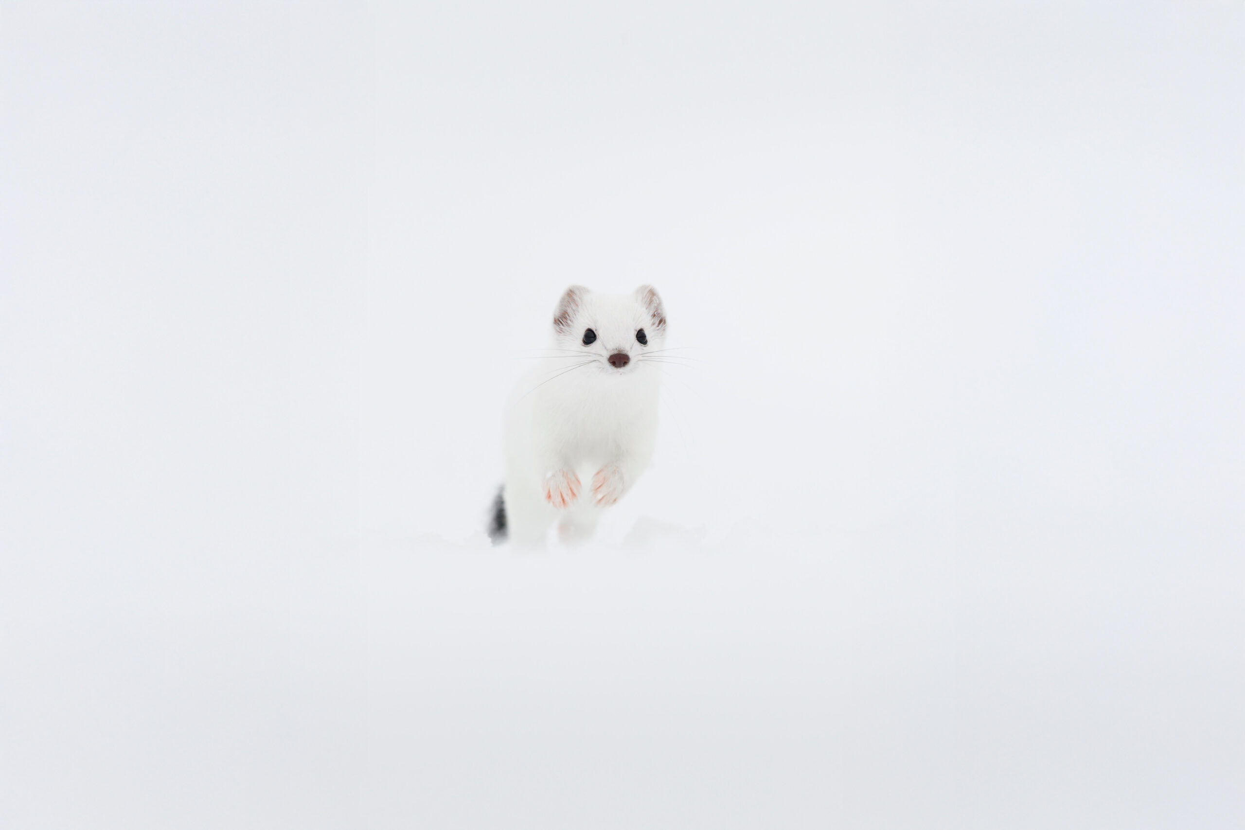 wintwr-svizzera-tour-fotografico-ermellino-bianco-su-neve-corre