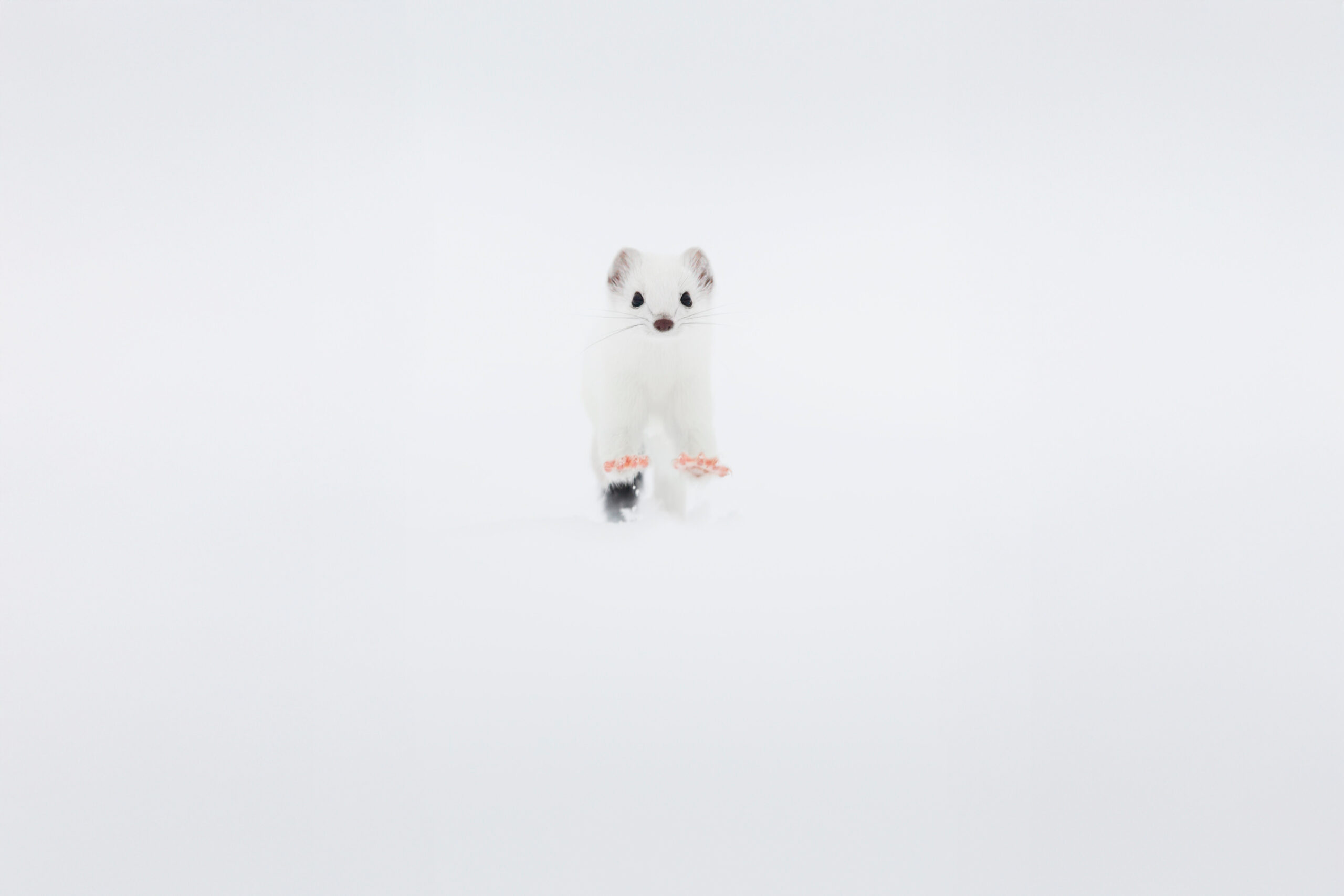wintwr-svizzera-tour-fotografico-ermellino-bianco-su-neve-salta