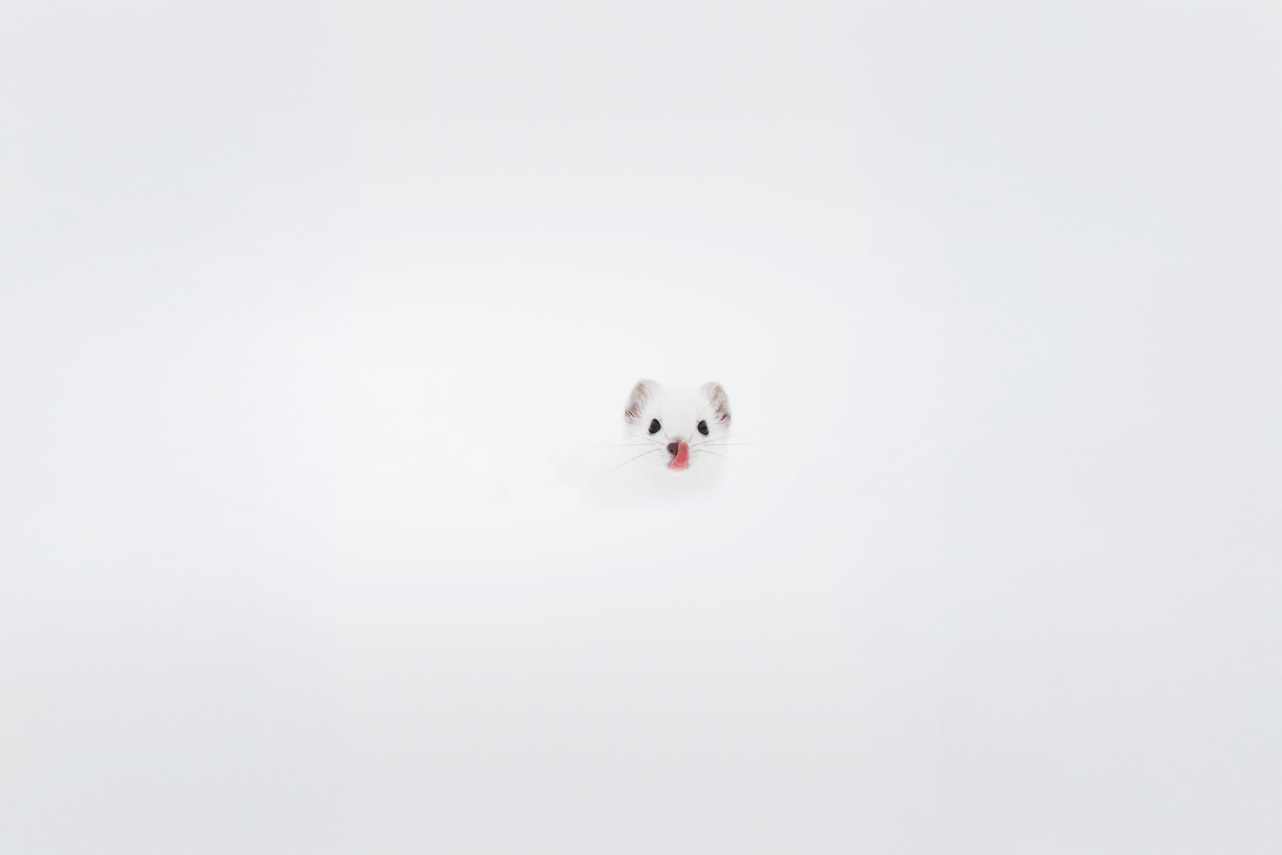 wintwr-svizzera-tour-fotografico-ermellino-bianco-su-neve
