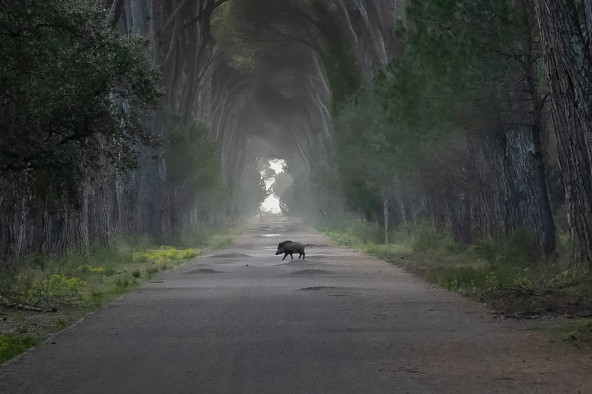 cinghiale--viale
