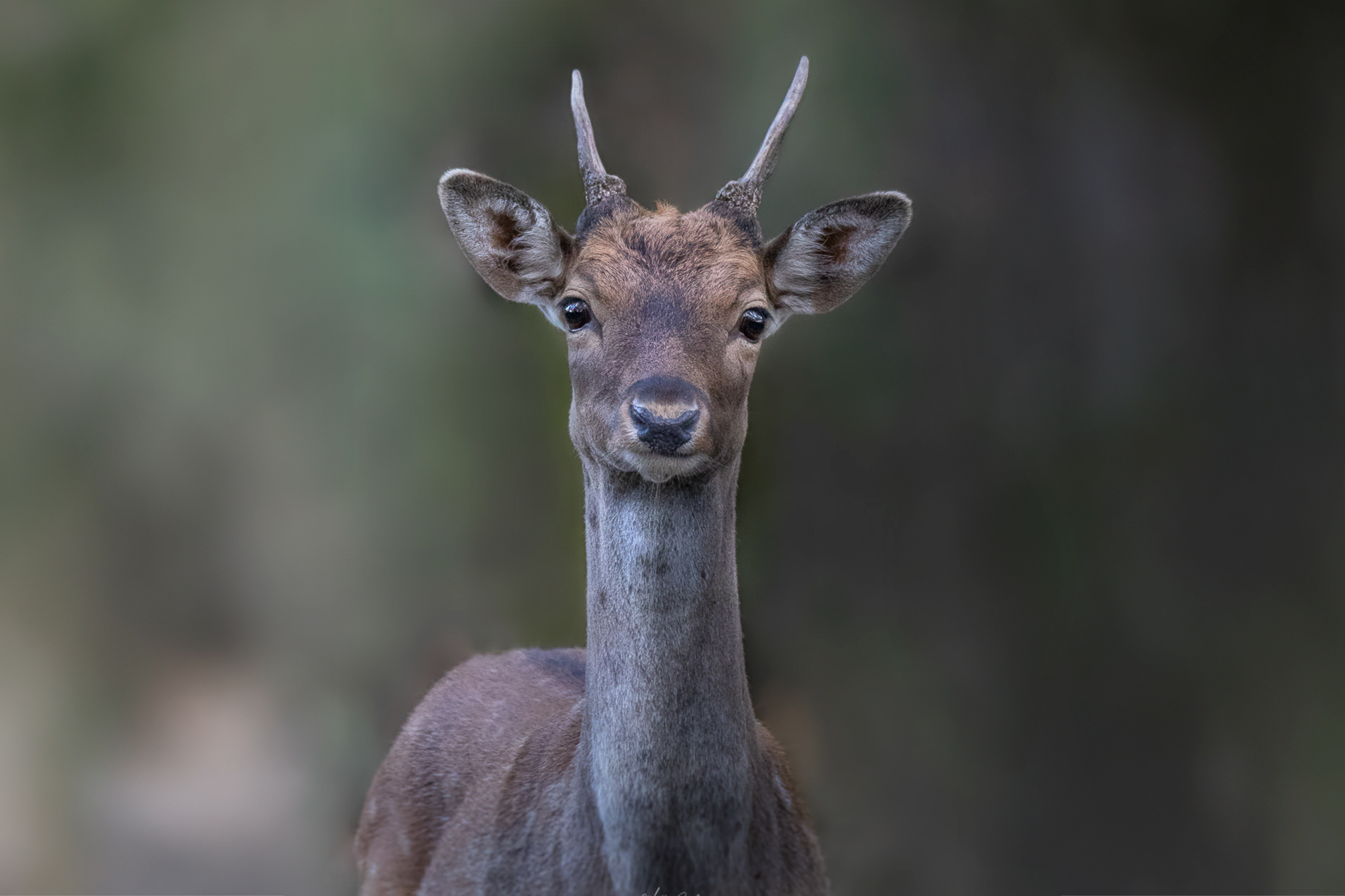 fusone-primo-piano-1