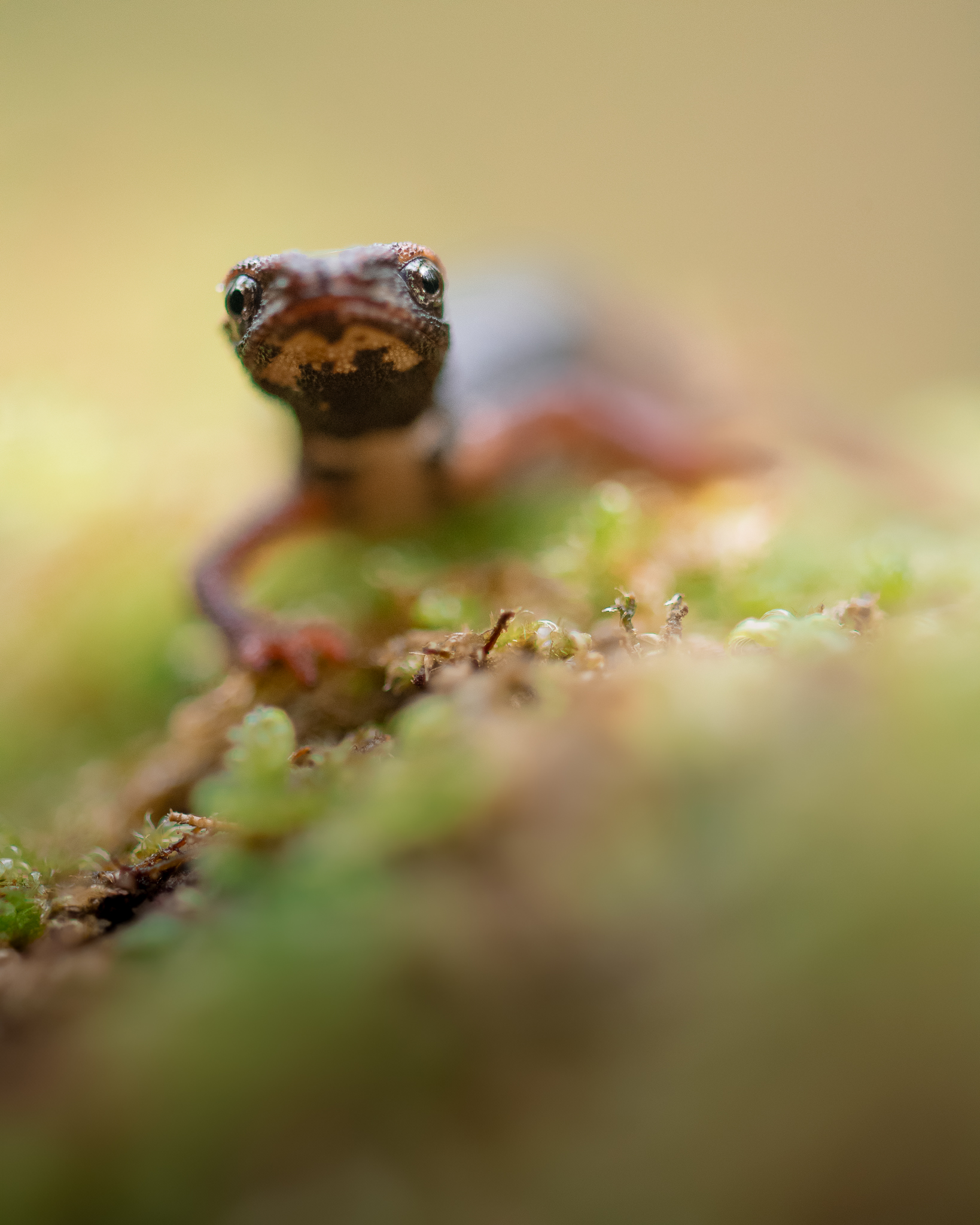 salamandrina dagli occhiali 2