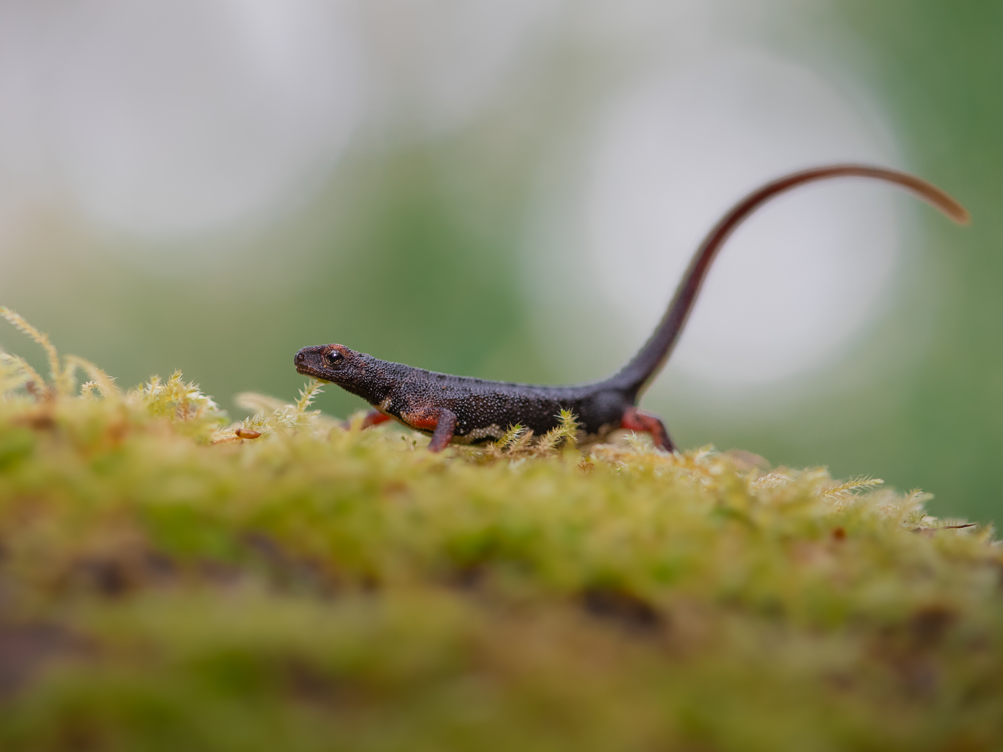 salamandrina dagli occhiali