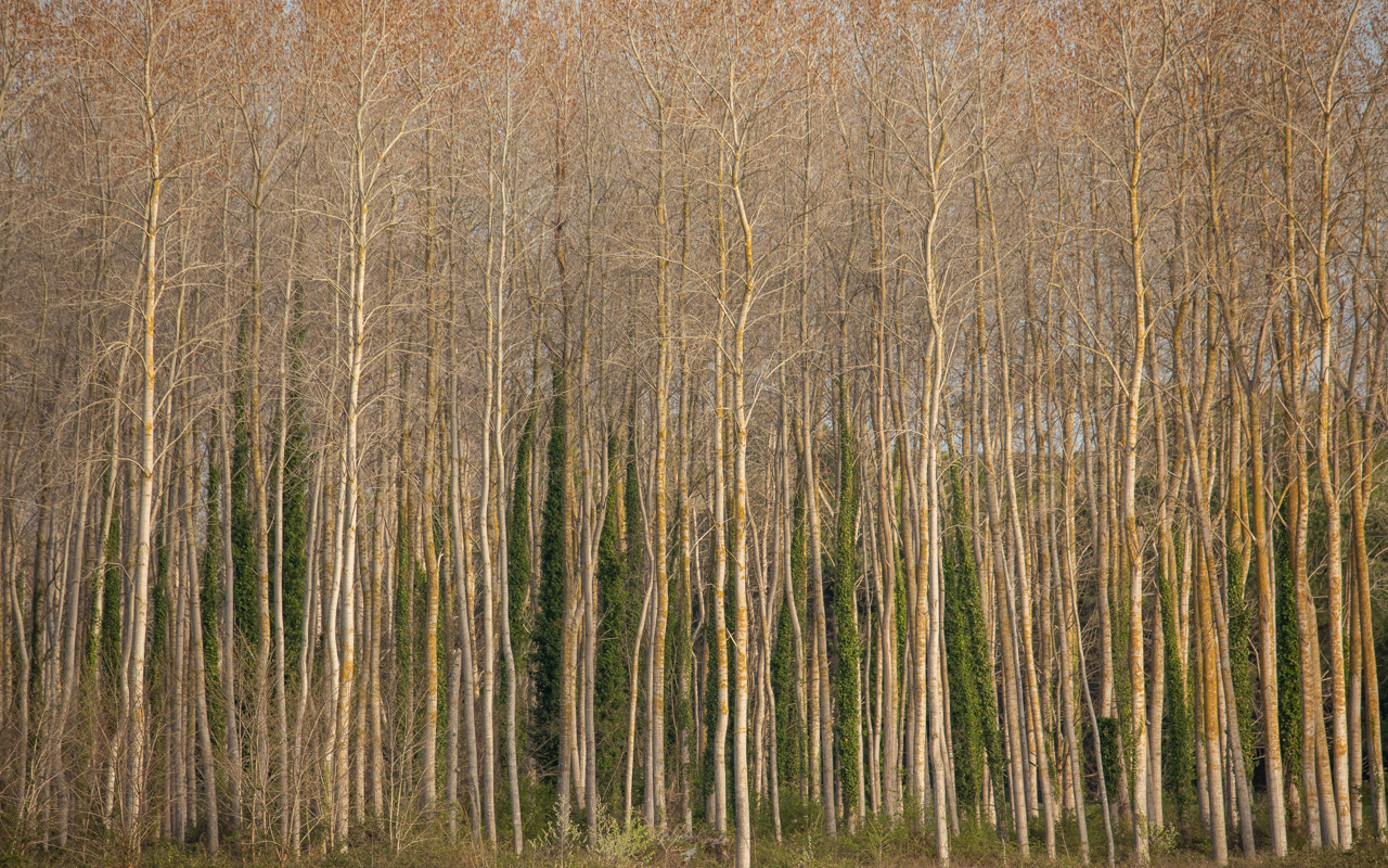 alberi 1