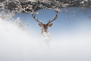 italian-national-parks-wildlife-photography-workshop-italy-abruzzo