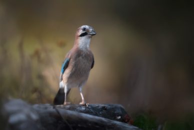 Tuscan Jay: Introductory Nature Photography Workshop