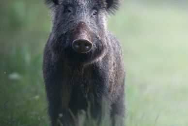 cinghiale-toscana-workshop-fotografia-naturalistica-introduttivo